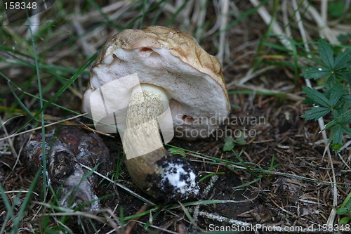 Image of Tylopilus felleus