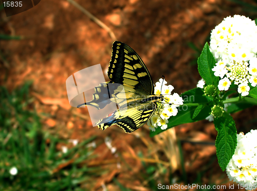 Image of Yellow Butterfly