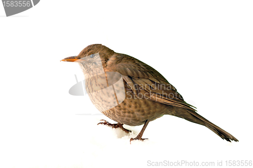 Image of bird