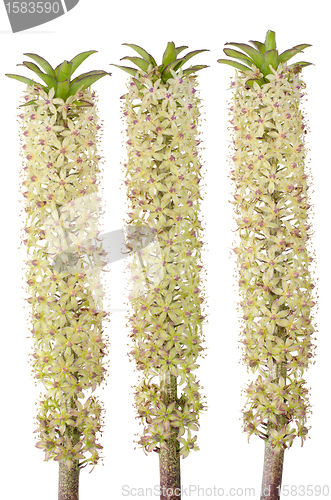Image of Eucomis flower
