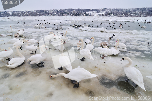 Image of Swans on frozen river