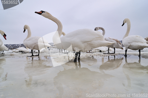 Image of Swans on frozen river