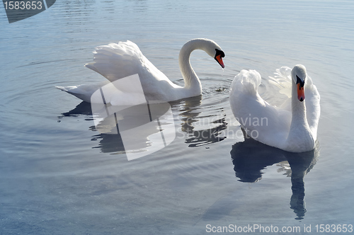 Image of Lovely swans