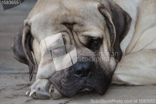 Image of English mastiff