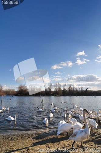 Image of Swans on lake