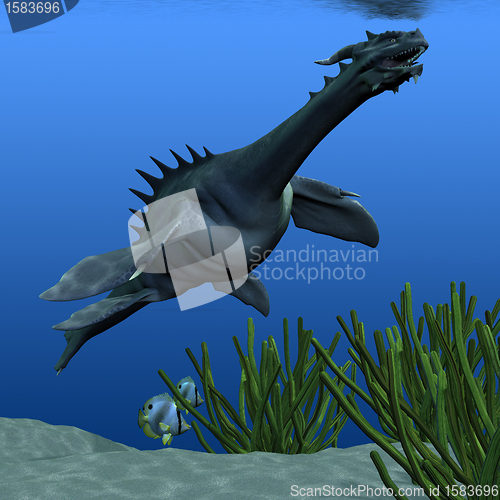 Image of Sea Dragon 02