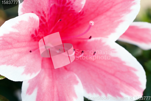 Image of Pink Azalea flower