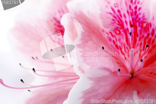 Image of Pink Azalea flower