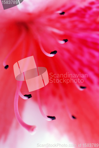 Image of Pink Azalea flower