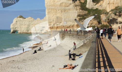 Image of La Falaise d'Amont-Etretat-the gull's land