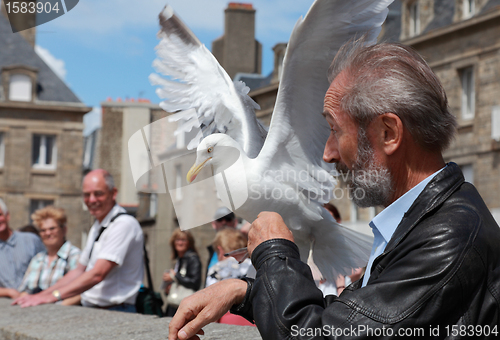 Image of The man and the gull