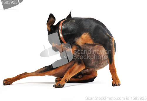 Image of miniature pinscher scratching