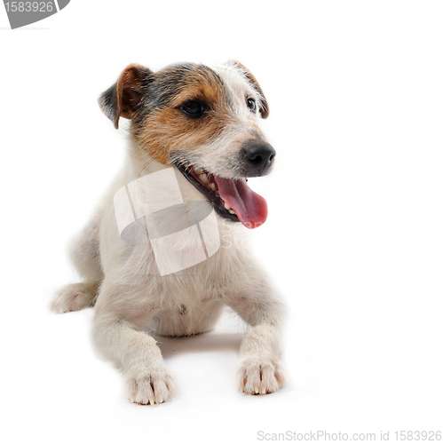 Image of young jack russel terrier