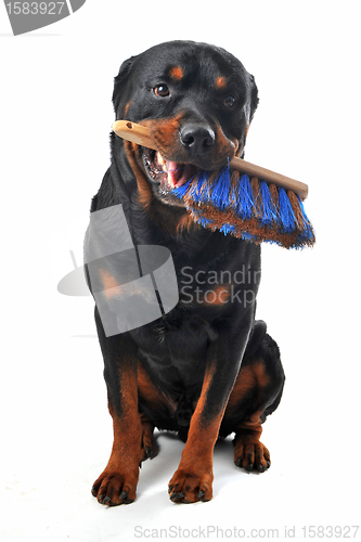 Image of cleaning rottweiler