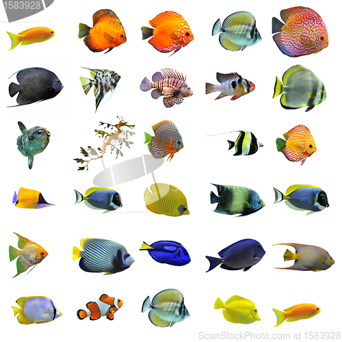 Image of fishes