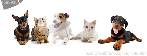 Image of group of puppies and cats