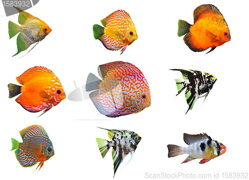 Image of fishes