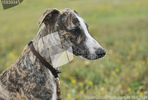 Image of puppy whippet