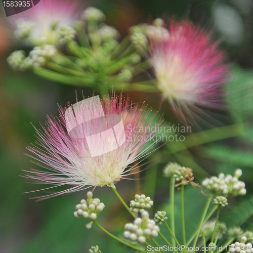 Image of Albizia julibrissin