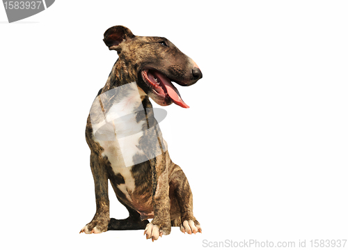 Image of puppy bull terrier