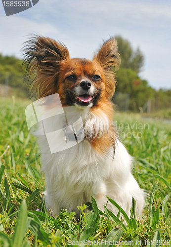 Image of papillon dog