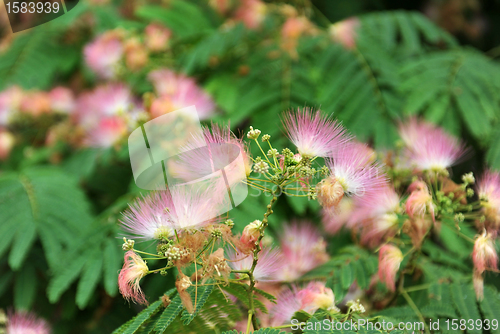 Image of Albizia julibrissin