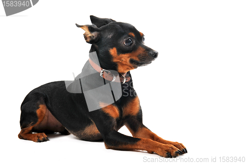 Image of miniature pinscher