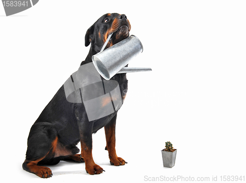 Image of gardening rottweiler