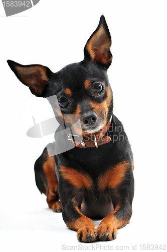 Image of miniature pinscher