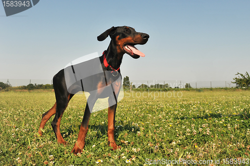 Image of Doberman Pinscher