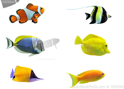 Image of tropical fish