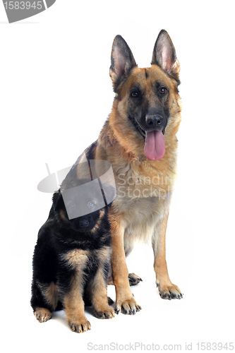 Image of german shepherd and puppy