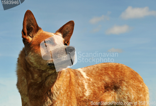 Image of australian cattle dog