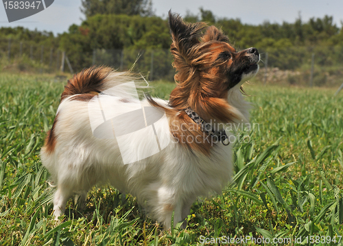 Image of papillon dog