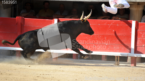 Image of running bull