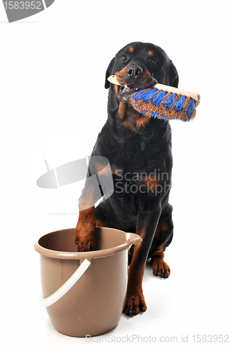 Image of cleaning rottweiler