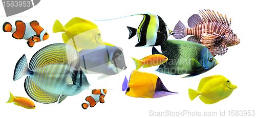 Image of group of fishes