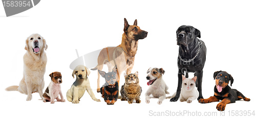 Image of group of puppies and cats