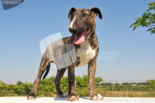 Image of puppy bull terrier