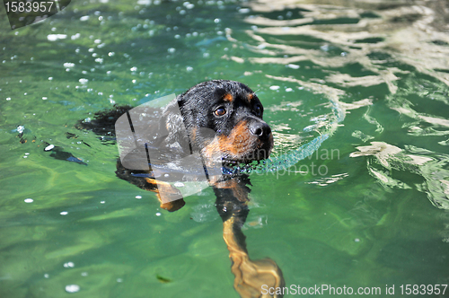 Image of swimming rottweiler