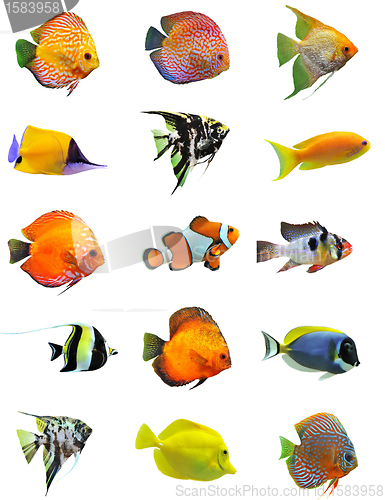 Image of fishes