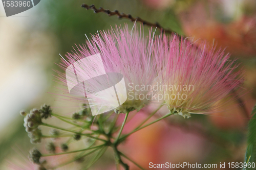 Image of Albizia julibrissin