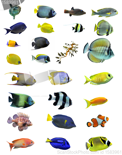 Image of group of fishes