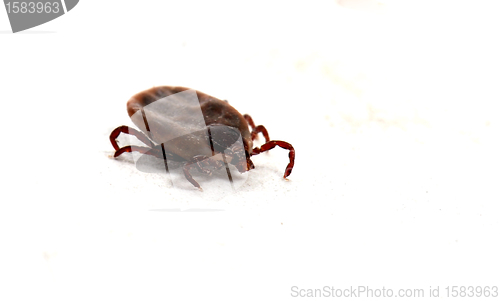 Image of tick