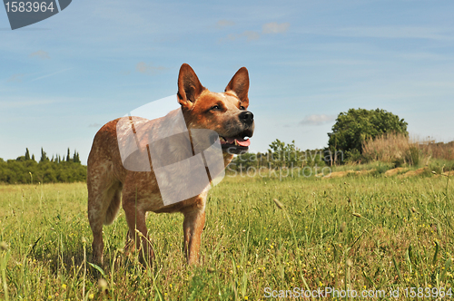 Image of australian cattle dog