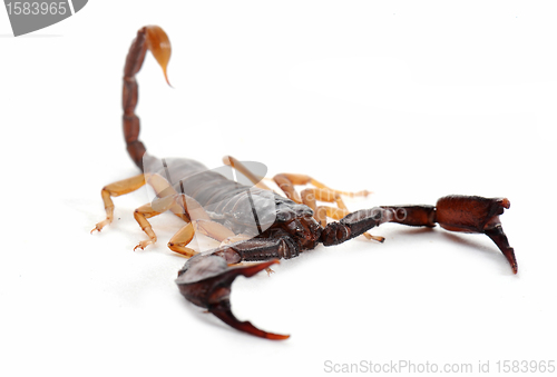 Image of brown scorpion