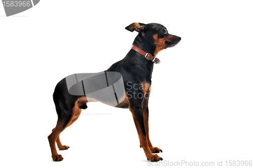Image of miniature pinscher