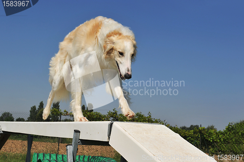 Image of Borzoi dog