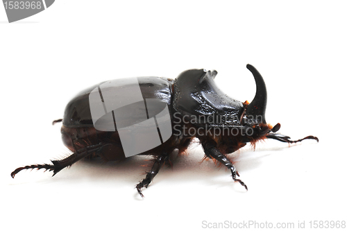 Image of  rhinoceros beetle