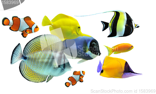 Image of group of fishes